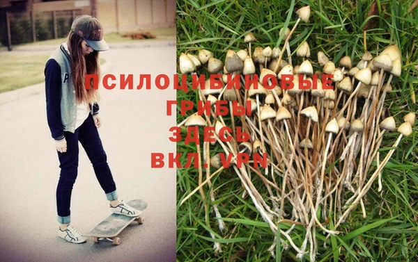 стаф Арсеньев